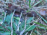 Psilocybe azurescens image