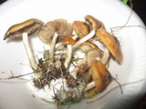 Psilocybe azurescens image