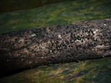 Byssosphaeria schiedermayeriana image