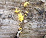 Calocera viscosa image