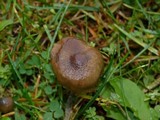 Psilocybe baeocystis image