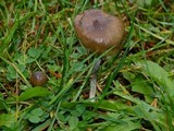 Psilocybe baeocystis image