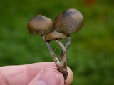 Psilocybe baeocystis image