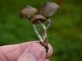 Psilocybe baeocystis image