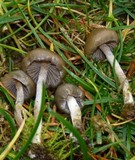 Psilocybe baeocystis image