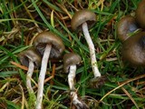 Psilocybe baeocystis image