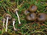 Psilocybe baeocystis image