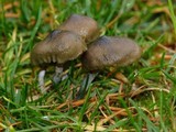Psilocybe baeocystis image