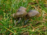 Psilocybe baeocystis image