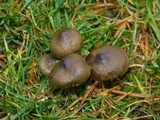 Psilocybe baeocystis image