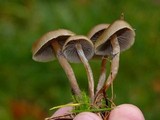 Psilocybe stuntzii image