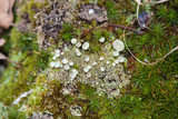 Cladonia grayi image