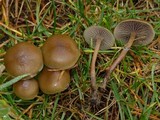 Psilocybe stuntzii image