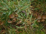 Psilocybe stuntzii image