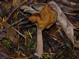Gyromitra infula image