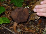 Gyromitra infula image