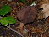 Gyromitra infula image