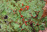 Cladonia didyma image