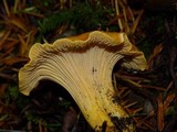 Cantharellus formosus image