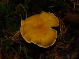 Cantharellus formosus image