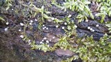 Helicogloea compressa image