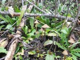 Psilocybe pelliculosa image