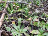 Psilocybe pelliculosa image