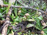Psilocybe pelliculosa image
