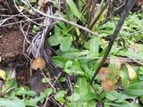 Psilocybe pelliculosa image