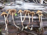 Psilocybe pelliculosa image