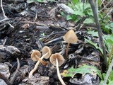 Psilocybe pelliculosa image