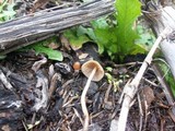 Psilocybe pelliculosa image