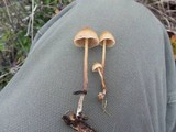 Psilocybe pelliculosa image