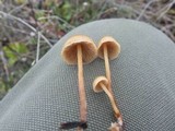 Psilocybe pelliculosa image