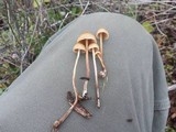 Psilocybe pelliculosa image