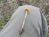 Psilocybe pelliculosa image