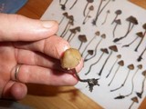 Psilocybe pelliculosa image
