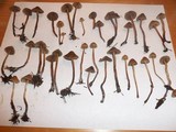 Psilocybe pelliculosa image
