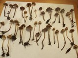 Psilocybe pelliculosa image