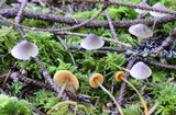 Mycena aurantiomarginata image