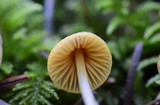 Mycena aurantiomarginata image
