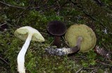 Boletellus mirabilis image