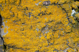 Xanthoria weberi image
