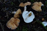 Cystodermella cinnabarina image