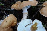 Cystodermella cinnabarina image