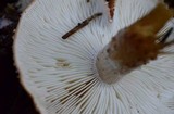 Cystodermella cinnabarina image
