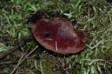 Fistulina hepatica image
