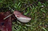 Fistulina hepatica image