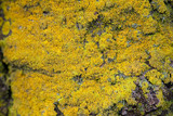 Xanthoria weberi image