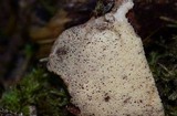Fistulina hepatica image